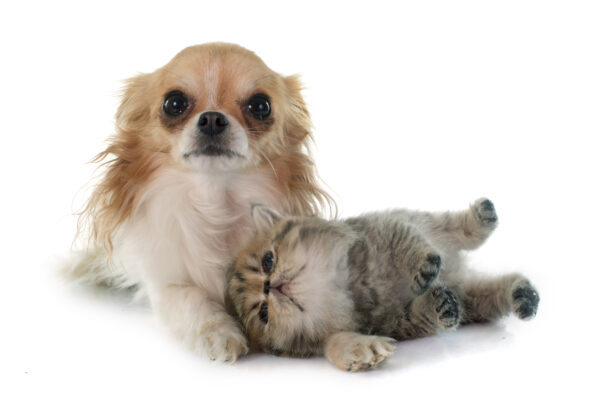 養小貓咪還是養小狗狗？寵物領養誰是最好的選擇？​
