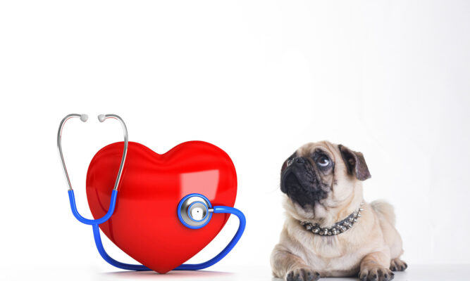 磷蝦油與心臟健康：如何幫助你的寵物維持最佳狀態？
